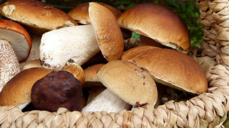 Sagra dei funghi a Gambarie in Aspromonte