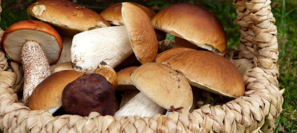 Sagra dei funghi a Gambarie in Aspromonte