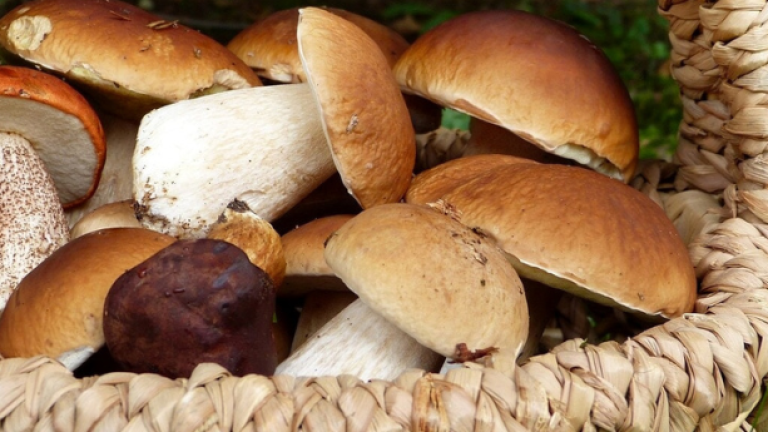 Funghi porcini per rappresentare la sagra del fungo a Mosorrofa