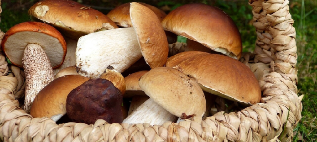 Funghi porcini per rappresentare la sagra del fungo a Mosorrofa